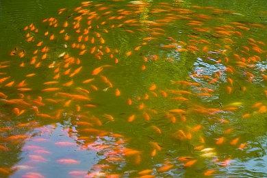 Codemasters暂停开发拉力赛车游戏 终止和WRC的合作